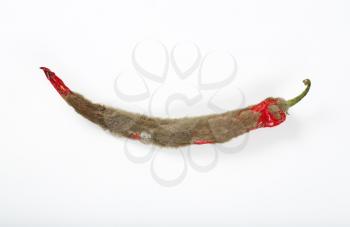 mouldy chili pepper on white background