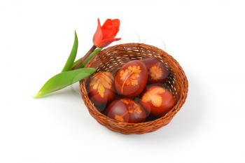 basket of Easter eggs decorated with fresh leaves and boiled in onion peels and tulip on white background