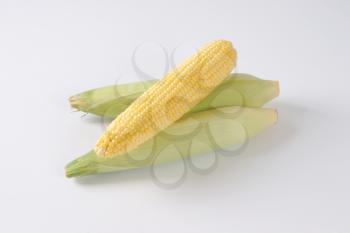 fresh corn cobs on off-white background with shadows