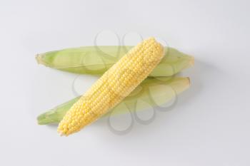fresh corn cobs on off-white background with shadows