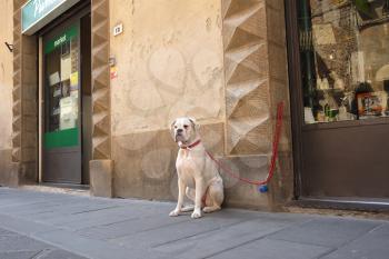 Bulldog sitting and waiting for its master outside a shop