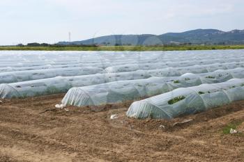 Rows of low polytunnels on a plantation  in Spain
