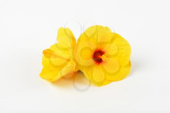 two yellow hibiscus blooms on white background