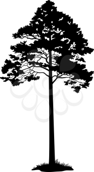 Pine Tree and Grass Black Silhouette Isolated on White Background. Vector