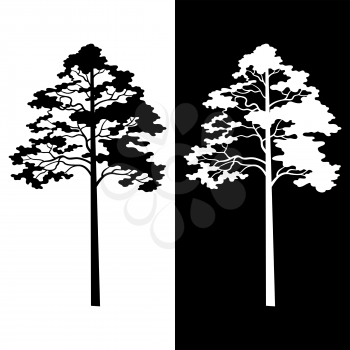 Pine Trees Black and White Silhouettes Isolated on Background. Vector