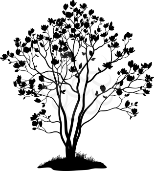 Spring Magnolia Tree with Flowers, Leaves and Grass Black Silhouette Isolated on White Background. Vector