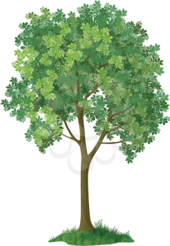 Chestnut green tree, isolated on white background. Eps10, contains transparencies. Vector