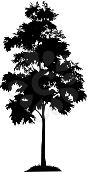 Acacia tree with leaves and grass, black silhouette on white background. Vector