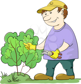 Man gardener works in a garden, cuts a bush with secateurs