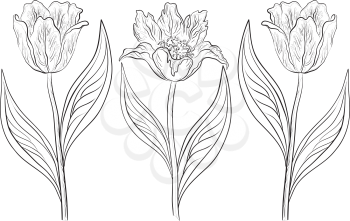 Vector, set various flowers tulips, monochrome contours on a white