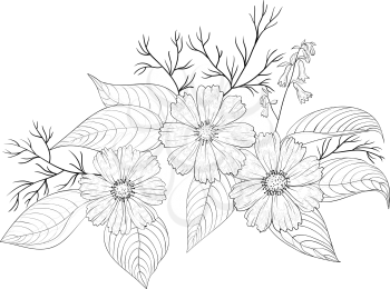 Flowers cosmos, vector, petals and leaves, graphic monochrome contours, isolated