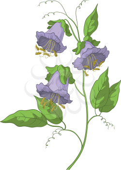 Flowers kobe, lilac petals and green leaves, isolated. Vector