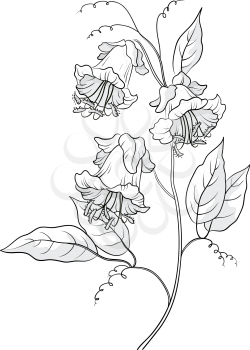 Flowers kobe, petals and leaves, monochrome contours. Vector