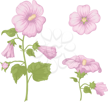 Pink flowers mallow with green leaves, isolated on white background. Vector