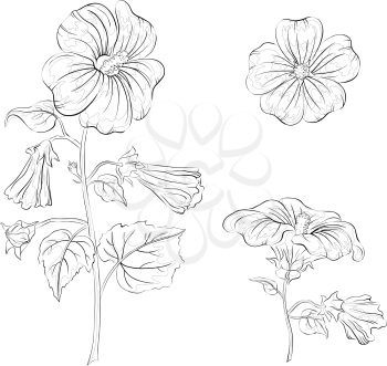Flowers mallow, black contours on white background. Vector