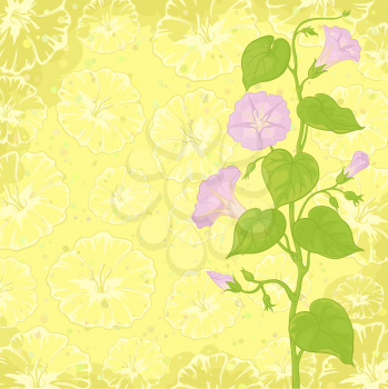Yellow background with Ipomoea flowers and leaves. Vector