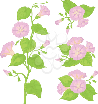 Lilac flowers ipomoea with green leaves, isolated on white background. Vector