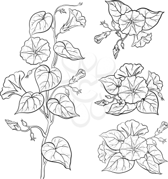 Flowers ipomoea with leaves, black contours on white background. Vector