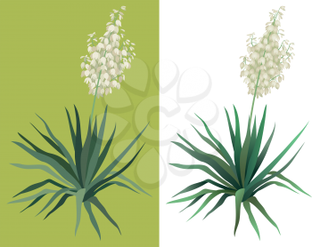 Flowering green plant Yucca isolated on white background. Drawn from life. Vector