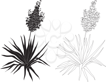 Flowering plant Yucca, black contours and silhouettes isolated on white background. Vector