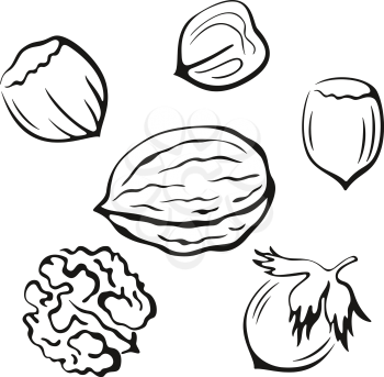 Nuts Set, Walnut and Hazel Monochrome Black Pictograms Icons Isolated on White Background. Vector