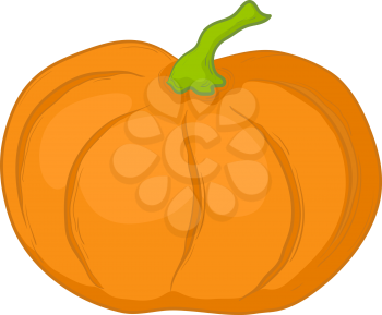 Vegetable, vector, fresh orange pumpkin, veisolated on white background