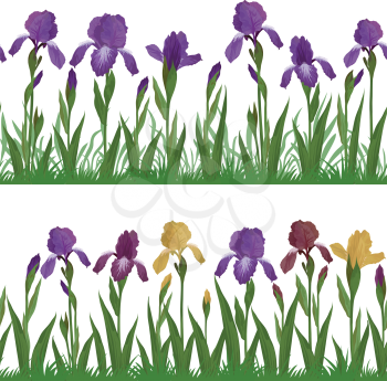 Set seamless of flowers iris, leaves and green grass, isolated on white background. Vector