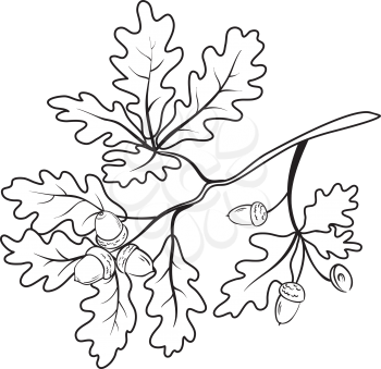 Oak branch with leaves and acorns, black contour on white background. Vector