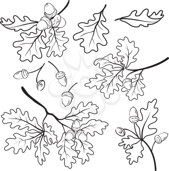 Set oak branches with leaves and acorns, black contour on white background. Vector