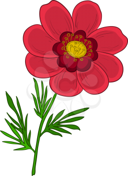 Red flower adonis with green leaves, isolated on a white. Vector