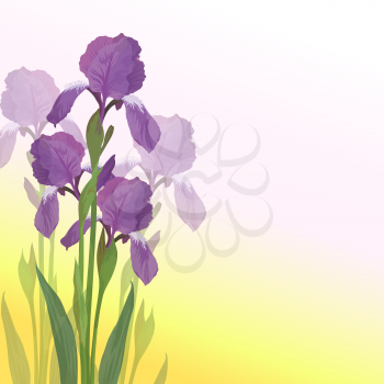 Flowers iris, lilac petals and green leaves on pink and yellow background. Vector