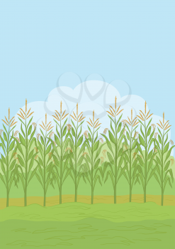 Agricultural rural landscape, field with green maize. Vector illustration