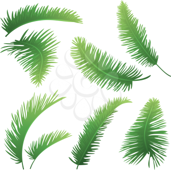 Set green branches with leaves of palm trees on a white background. Drawn from life. Vector