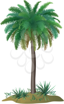 Tropical palm tree with green leaves and plants on white background. Vector