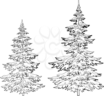 Christmas trees under snow on a white background, contours. Vector