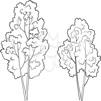 Forest deciduous trees, monochrome contours on a white background. Vector