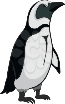 Antarctic Black and White Emperor Penguin on White Background. Vector