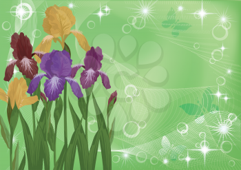 Irises flowers on an abstract green background with butterflies silhouettes. Eps10, contains transparencies. Vector