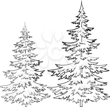 Fir trees, Christmas winter symbol, contours isolated on white background. Vector