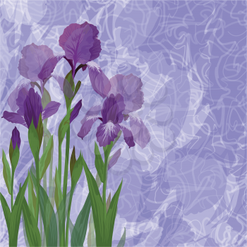 Flowers iris on abstract background, picture for holiday design. Vector eps10, contains transparencies