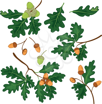 Set oak branches with green leaves and acorns on a white background. Eps10, contains transparencies. Vector