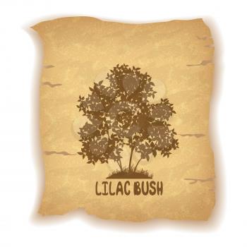 Lilac Bush Plant Silhouette and the Inscription on the Vintage Background of an Old Sheet of Paper. Eps10, Contains Transparencies. Vector