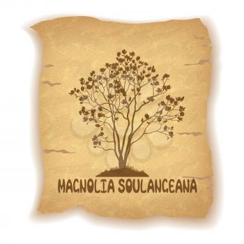 Magnolia Soulangeana Plant with Flowers Silhouette and the Inscription on the Vintage Background of an Old Sheet of Paper. Eps10, Contains Transparencies. Vector