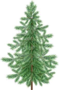 Green Christmas Spruce Fir Tree Isolated on White Background. Vector