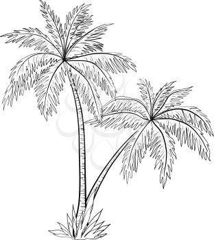 Palm trees with leaves, monochrome contours on white background. Vector