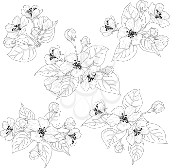 Apple tree flowers and leaves, set black contours isolated on white background. Vector