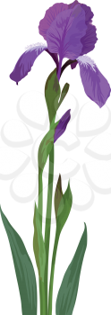 Flower iris, lilac petals and green leaves, isolated on white background. Vector