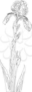 Flower iris, monochrome contours on white background. Vector