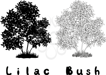Lilac Bush with Leaves and Grass Black Silhouette, Contours and Inscriptions Isolated on White Background. Vector
