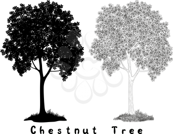 Chestnut tree Black Silhouette, Contours and Inscriptions Isolated on White Background. Vector
